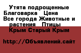 Утята подрощенные Благоварка › Цена ­ 100 - Все города Животные и растения » Птицы   . Крым,Старый Крым